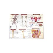 Anatomia omului – plansa nr. 2 – Mariana Bodea de la librariadelfin.ro imagine 2021
