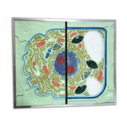 Celula - basorelief image2