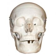 Model craniu, marime naturala, din 3 parti librariadelfin.ro imagine 2022
