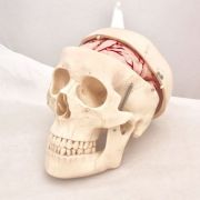 Model craniu clasic cu encefal – 8 parti Rechizite scolare. Materiale didactice gimnaziu / liceu. Biologie. Machete imagine 2022