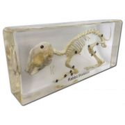 Model schelet de iepure librariadelfin.ro imagine 2022