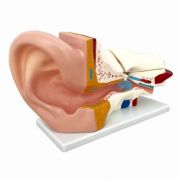 Model ureche umana gigant - scara 5: 1, 3 piese imagine libraria delfin 2021