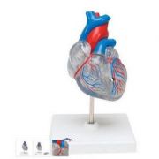 Mulaj clasic inima cu sistem circulator – 2 parti
