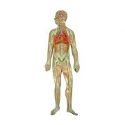 Mulaj sistemul respirator basorelief librariadelfin.ro imagine 2022 cartile.ro