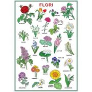 Plansa – Flori de la librariadelfin.ro imagine 2021