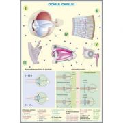 Plansa dubla - Ochiul omului/ Ochiul la animale