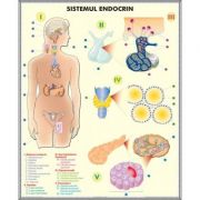 Plansa dubla – Sistemul endocrin/ Sistemul digestiv librariadelfin.ro poza 2022