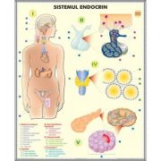 Plansa dubla - Sistemul endocrin/ Sistemul digestiv