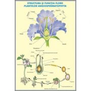 Plansa dubla – Structura si functia florii la plante Angiospermatophyta / Structura si functiile frunzei Rechizite scolare. Planse educative imagine 2022