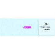 Sistemul digestiv - Sectiune microscopica imagine libraria delfin 2021