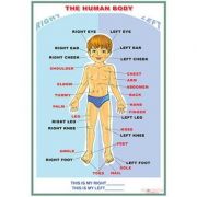 The human body/The family tree (DUO) – Plansa viu colorata, cuprinzand 2 teme distincte librariadelfin.ro imagine 2022